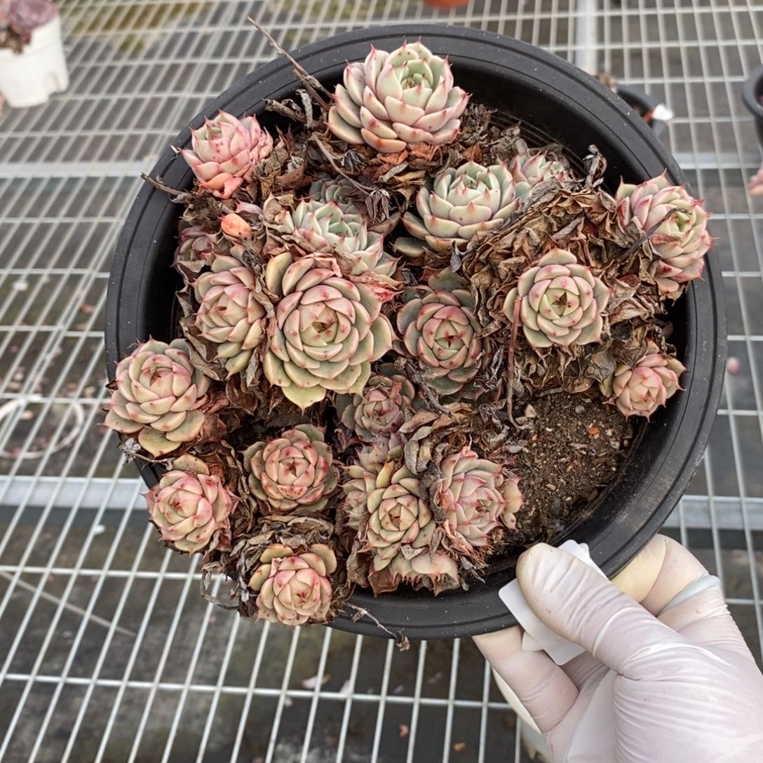 637笨吧蒂斯一物一拍