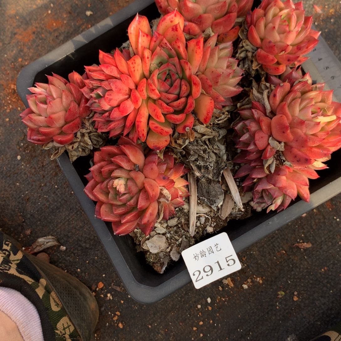 2915杂交精品基地17厘米