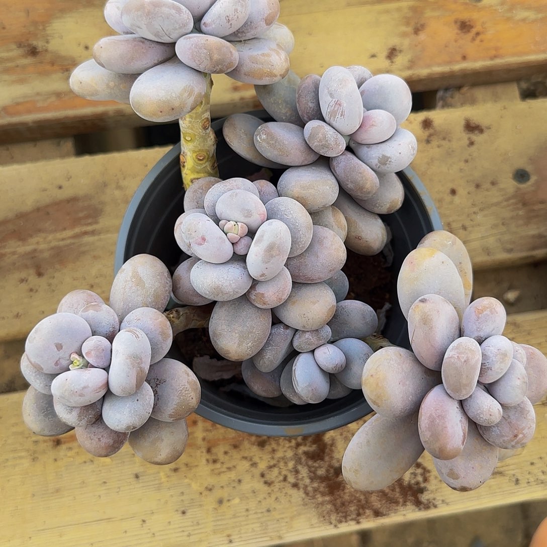 我***姐小金多肉，圆叶奶酪多肉植物