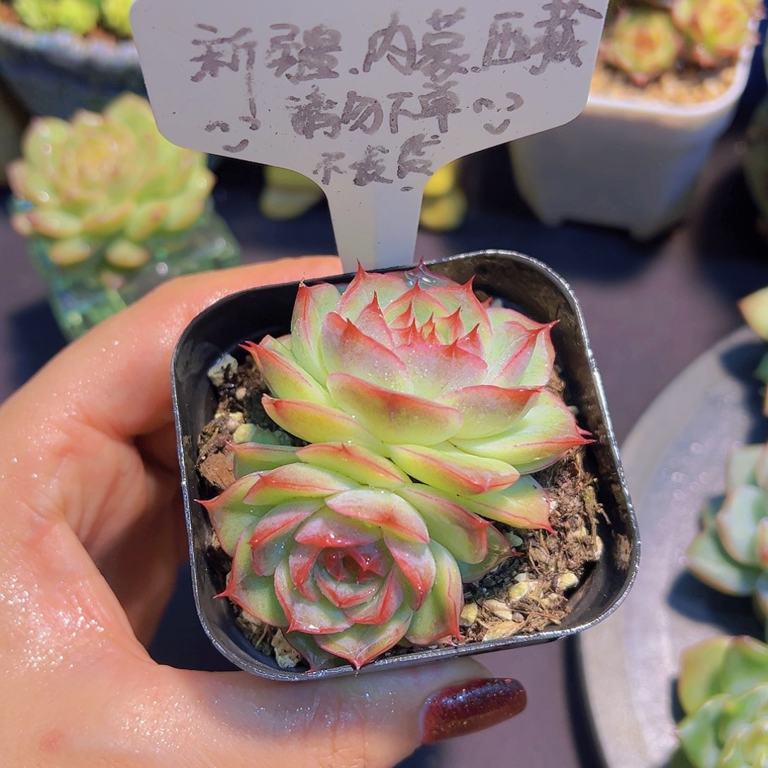 洛樱玫瑰，带盆发货，