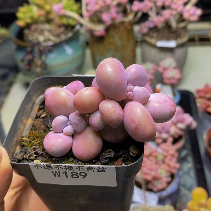 189腰子桃蛋多肉4c m