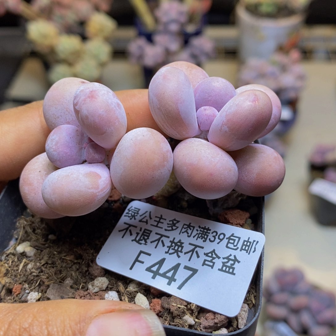 447橙奶多肉肉4c m