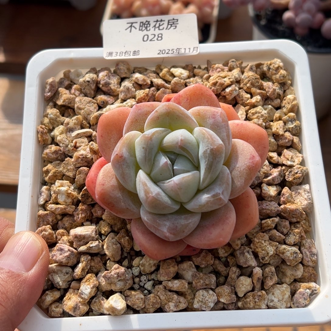 张张精品多肉甄选028