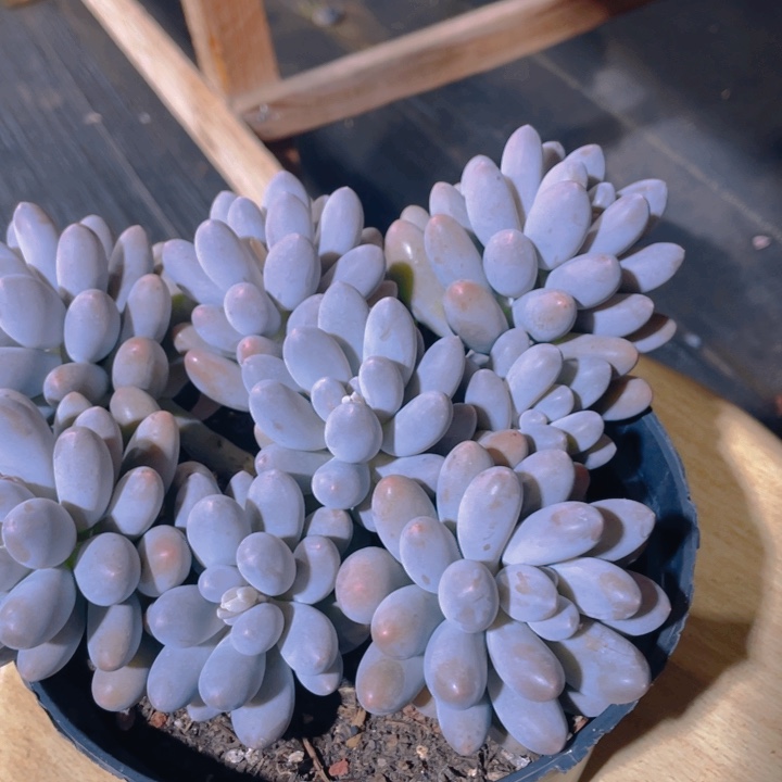 阿***丁谢谢你的支持00000038