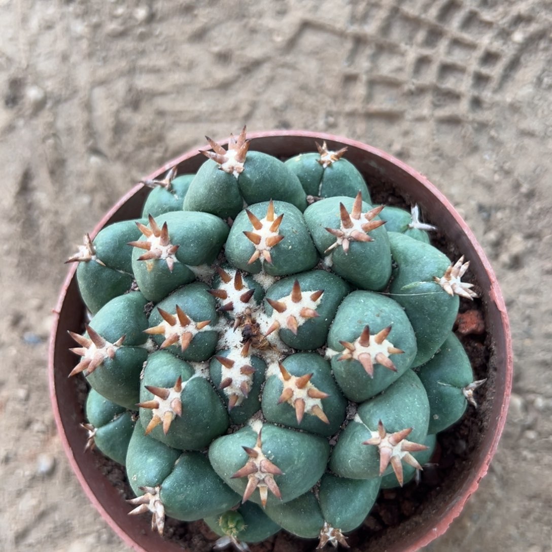 淡***冰零零落落 零零落落