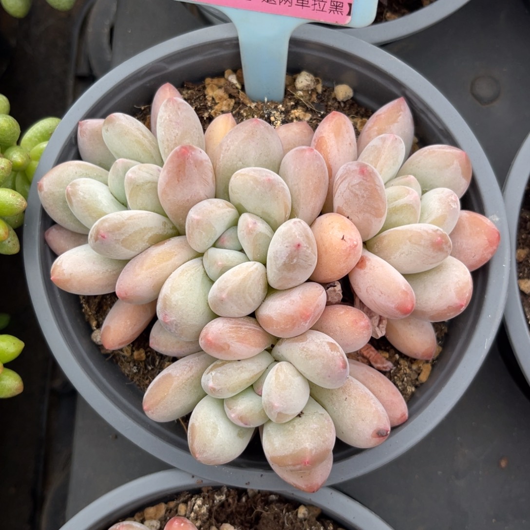 主***玥云尘多肉一物一拍1581