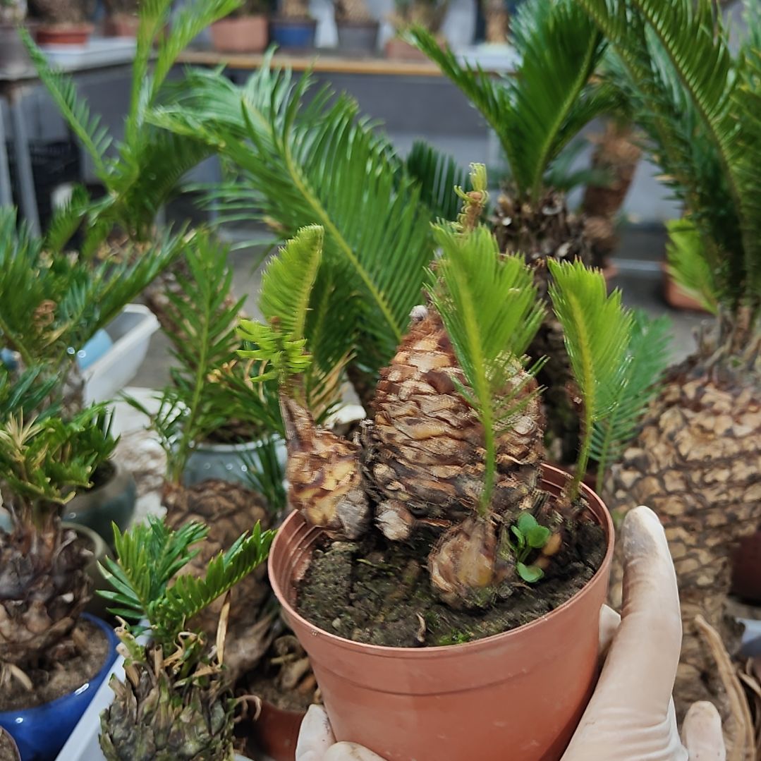 无花朵白鳞铁盆景基地价