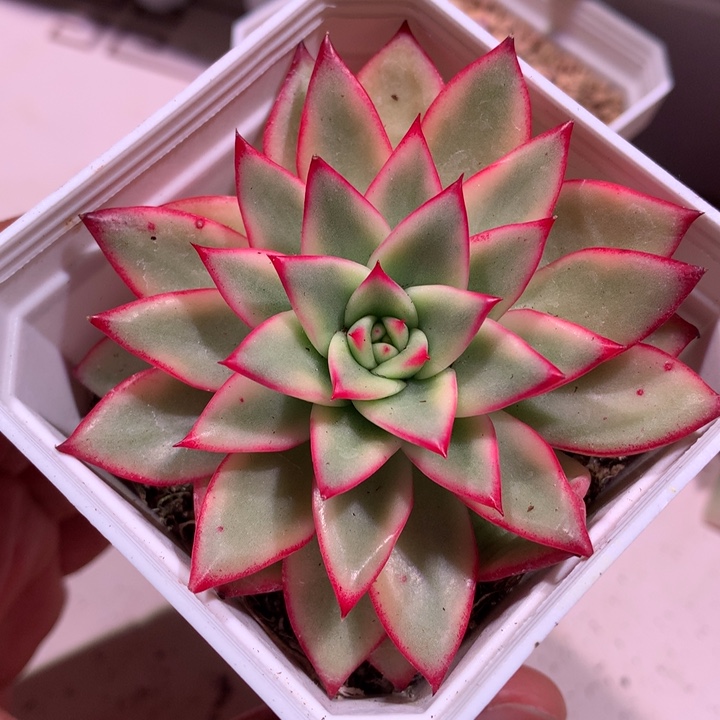吉赛尔杂锦锦锦锦锦
