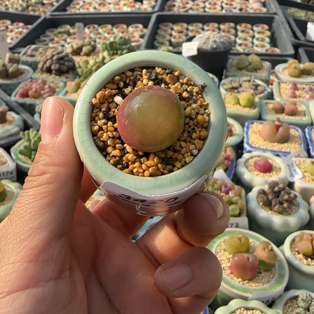 3420--一物一拍 带盆