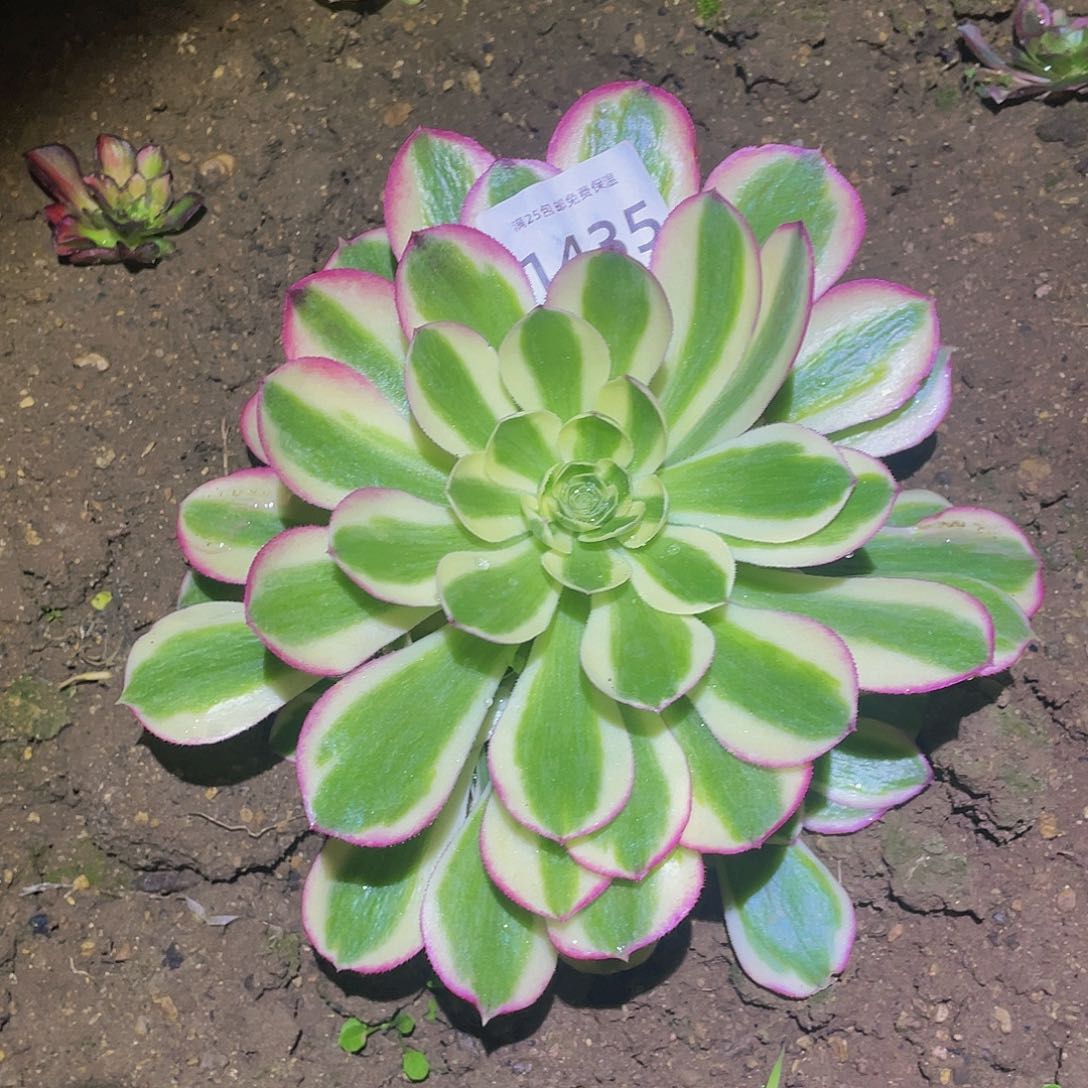 1435粉海王多肉植物