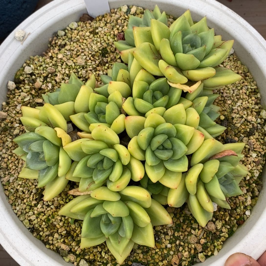 自助下单一物一拍多肉可寄养-东云个体母本