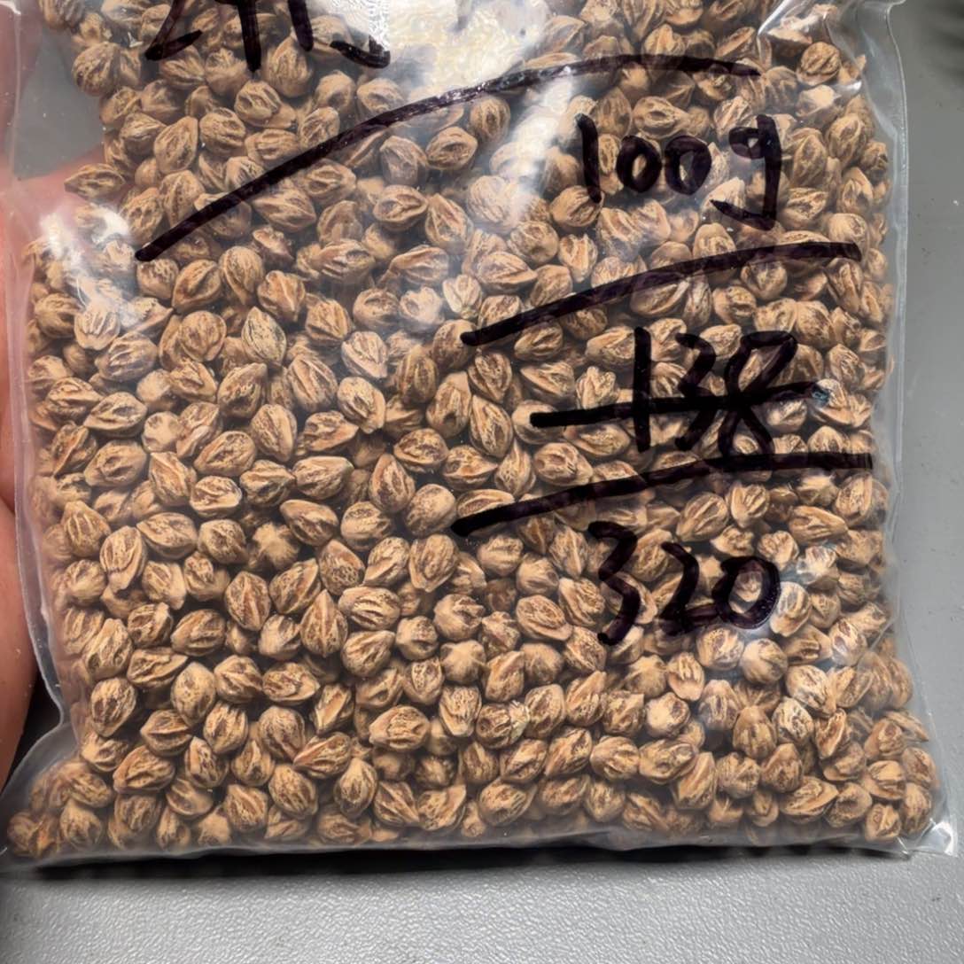 吊坠柏香籽/百香籽_*桐