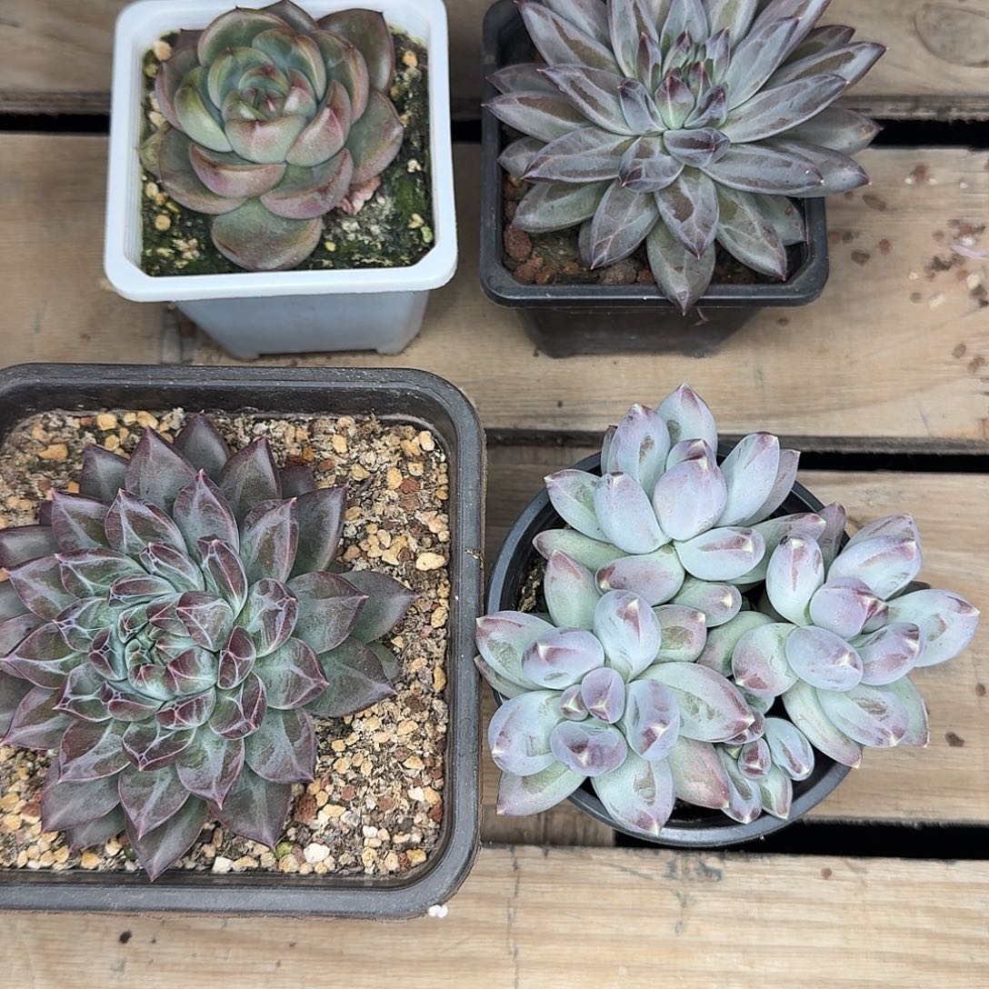 组合多肉开播福利多多