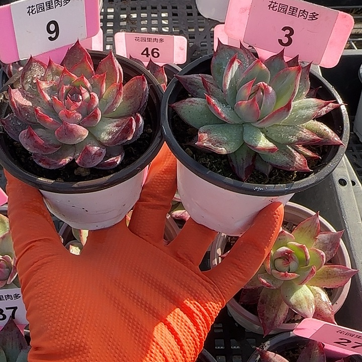 ****愁9、3 惊鸿仙子多肉植物7-9cm