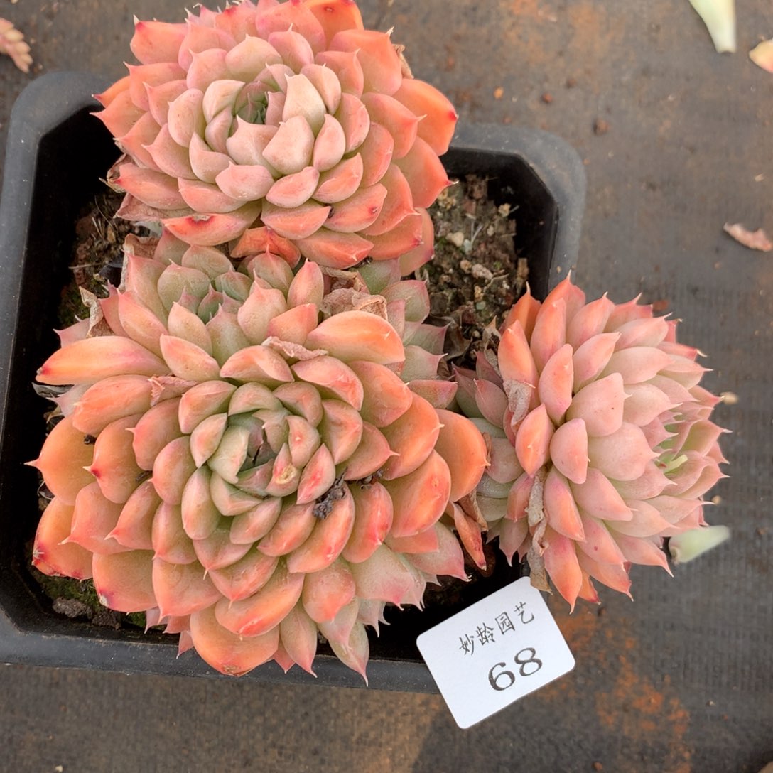 68杂交精品基地14厘米