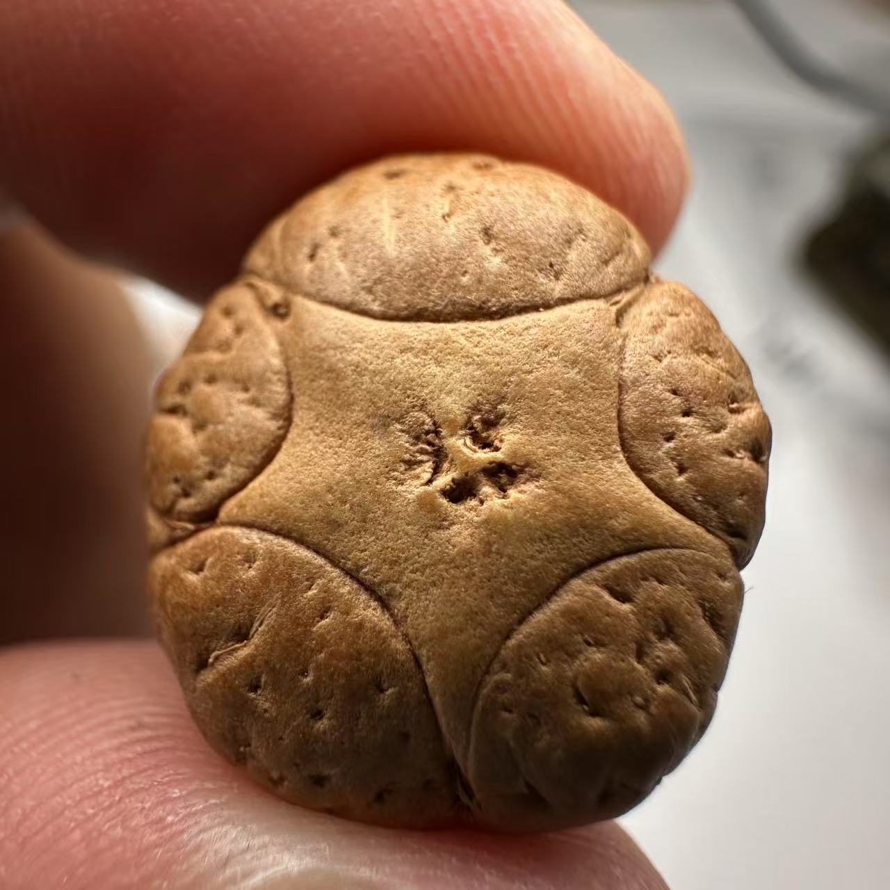 尼泊尔五星菩提，尺寸18，sss系列，货号184