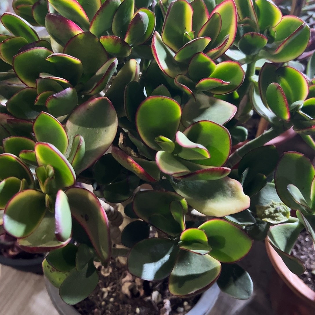 ꧁***꧂稀有新花月锦带土球发货5818