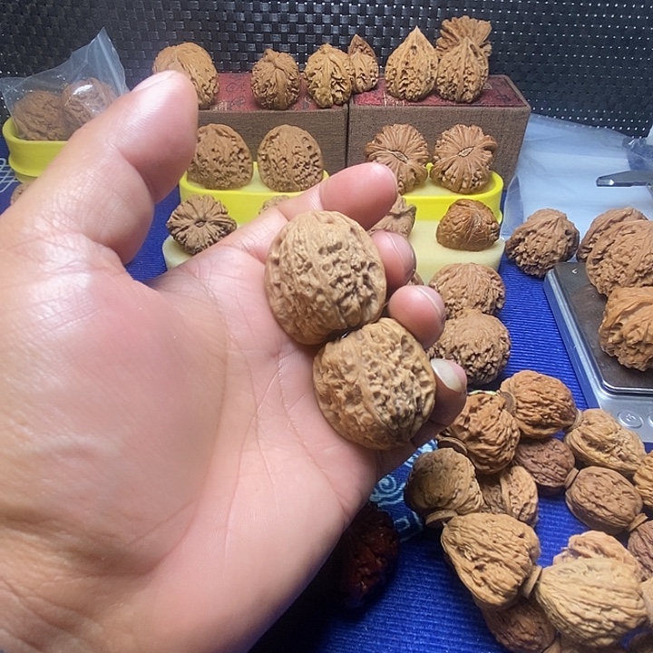 高炮小南疆开播福利价