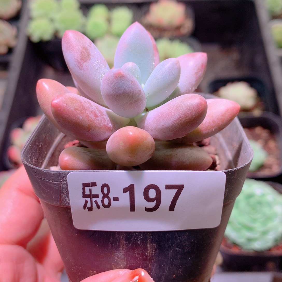 乐然8-197 粉色恋人 