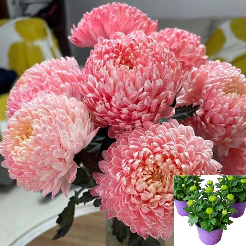 【牡丹菊花】绿植花卉精品菊花苗耐寒热大菊花盆栽原土发货粉樱菊花