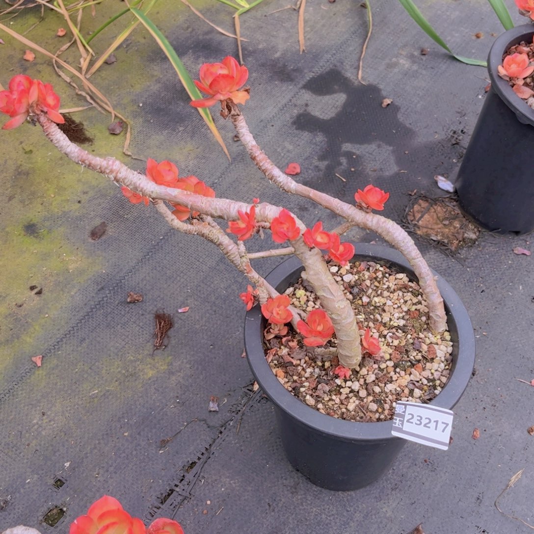 红梅多肉植物23217