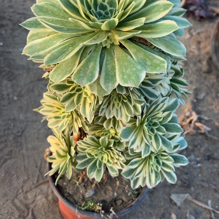 颜宁多肉断枝不包51