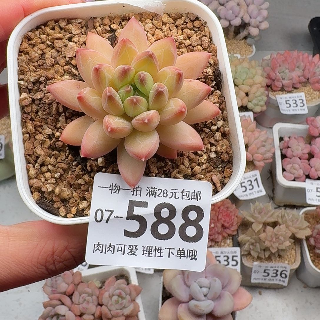 胖体青花瓷无盆土发货