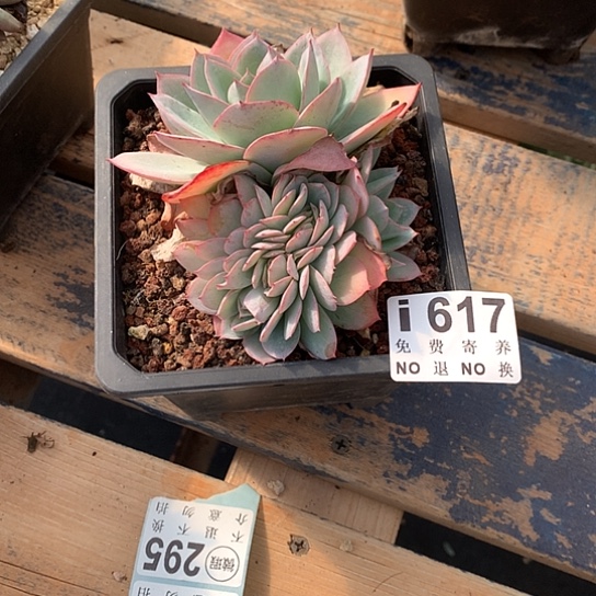 ****丽参数缀617 亏本处理退款拉黑7-8天发货