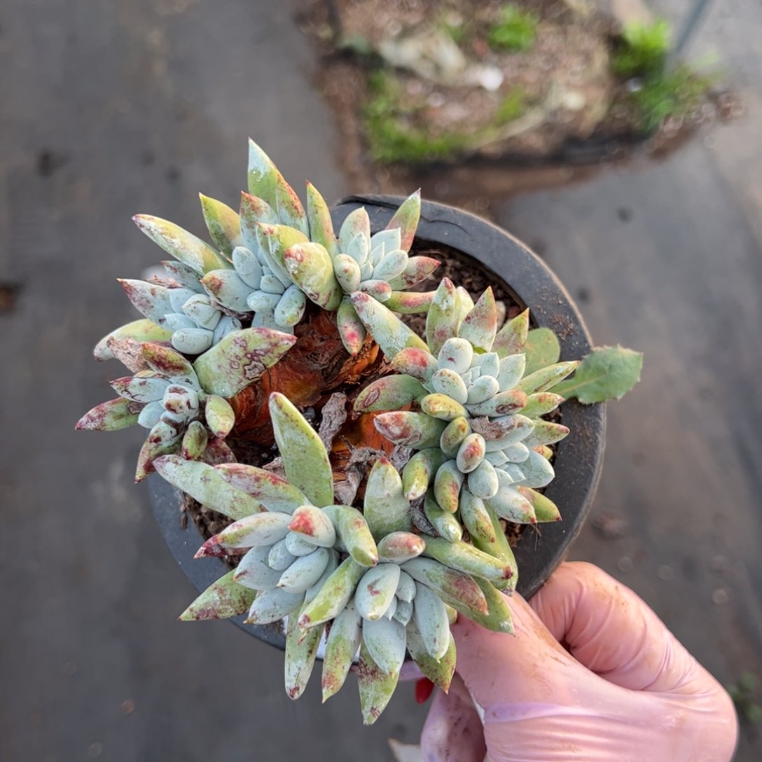 2483八头阿金尼哈哈哈哈哈哈