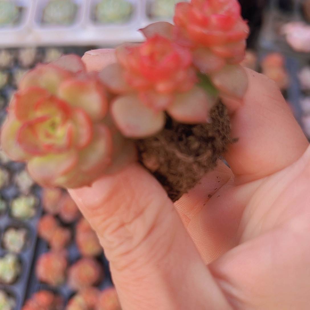 蜡牡丹苗5颗19包邮