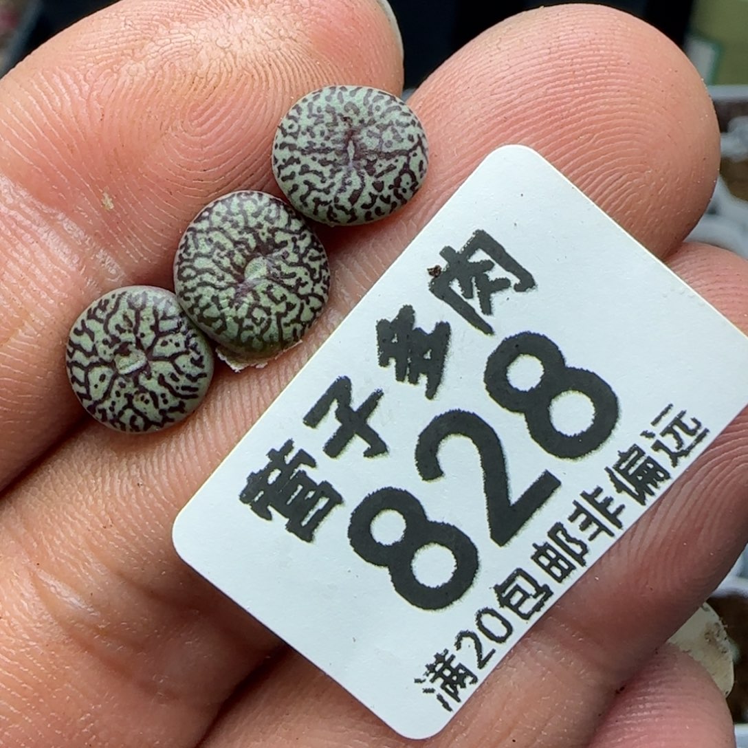 墨小锥RR714.              