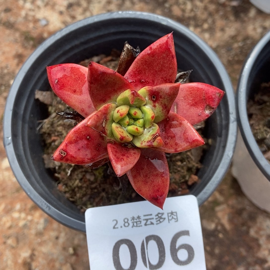 006绿玫瑰多肉植物