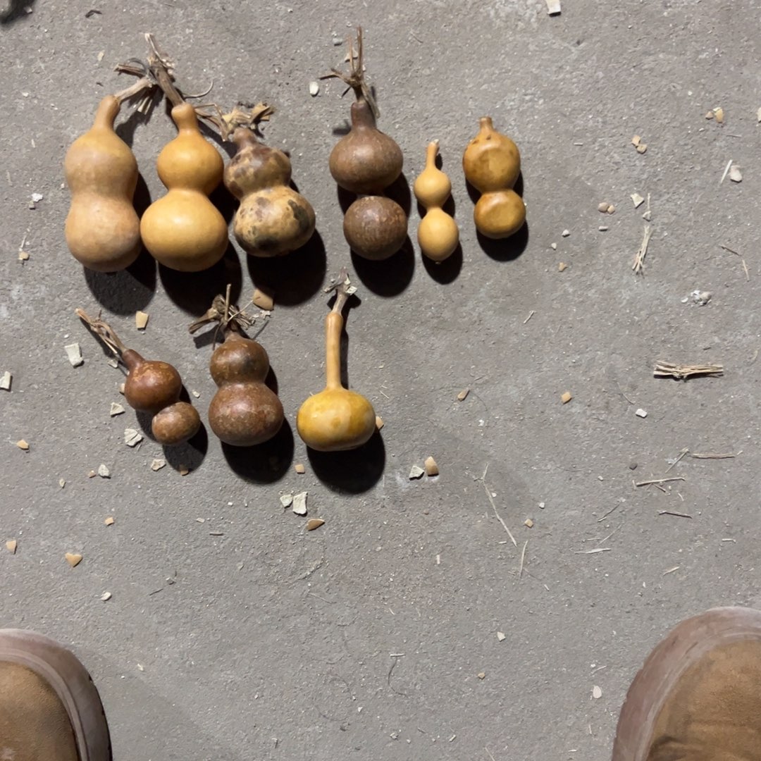 葫芦明轩葫芦哈哈哈