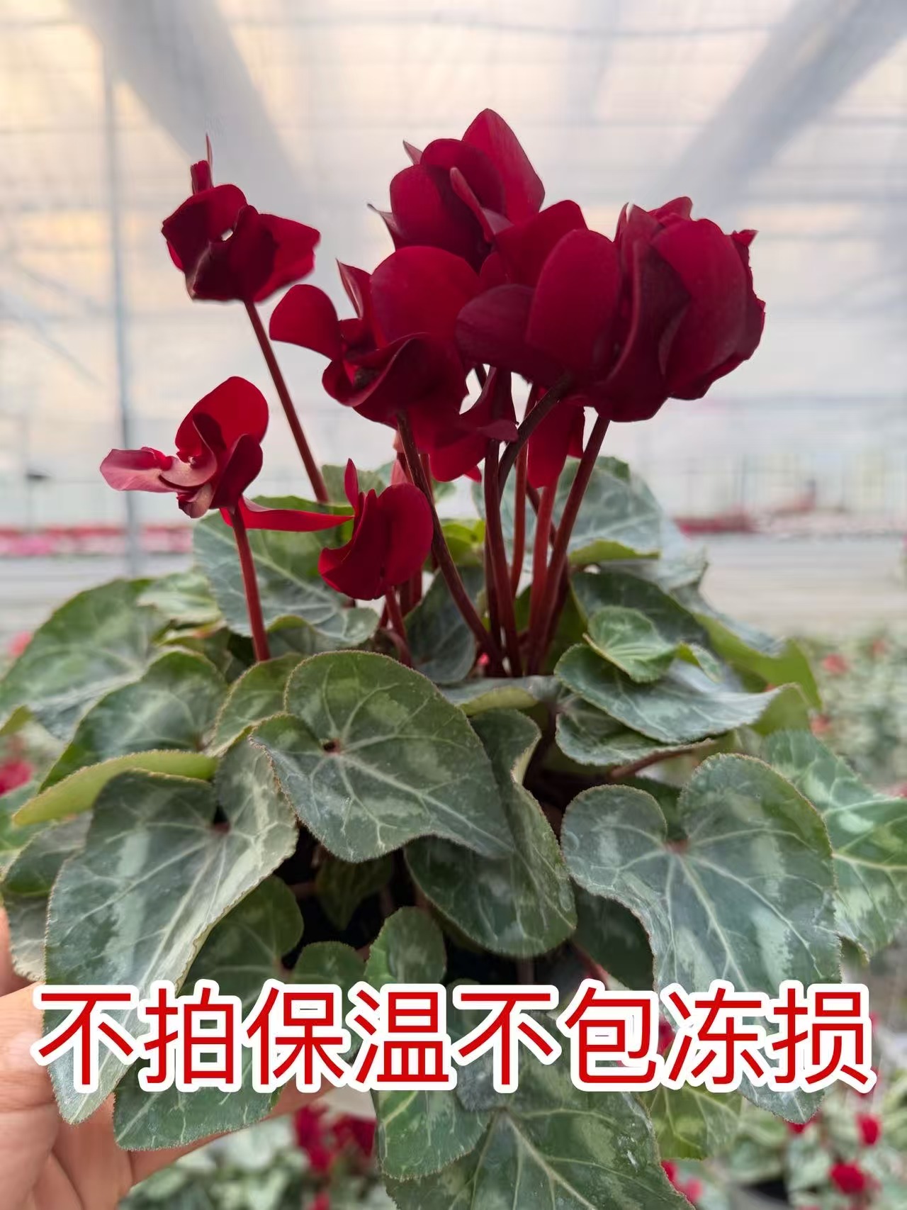 【0.5加仑盆小碎花】一代仙客来盆栽带花带花苞发货