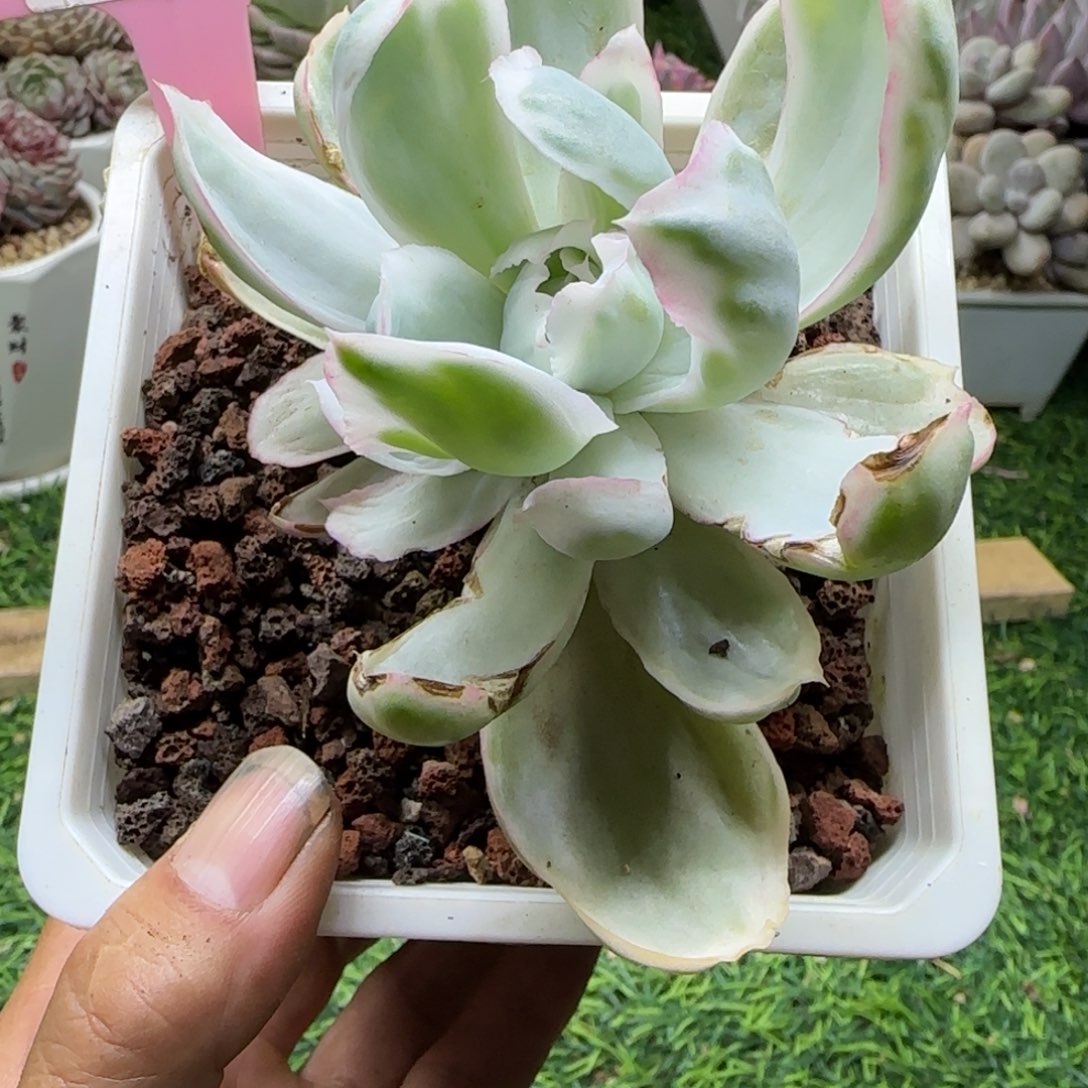 锦安精品多肉植物227