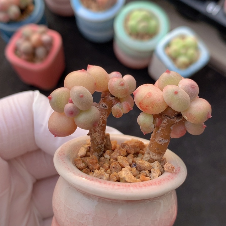 街****一物一拍 街角咔咔