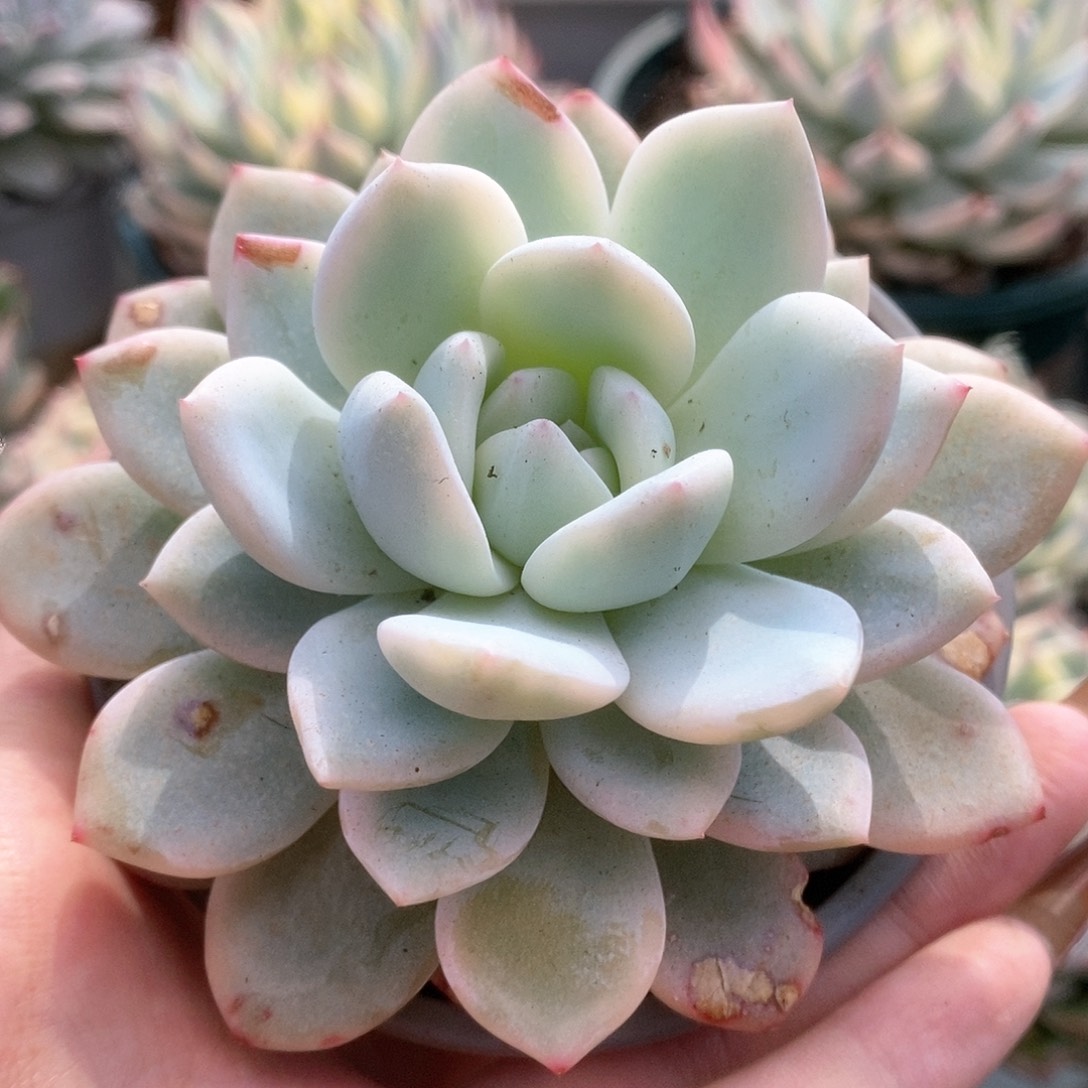 D129梦露锦锦锦锦锦