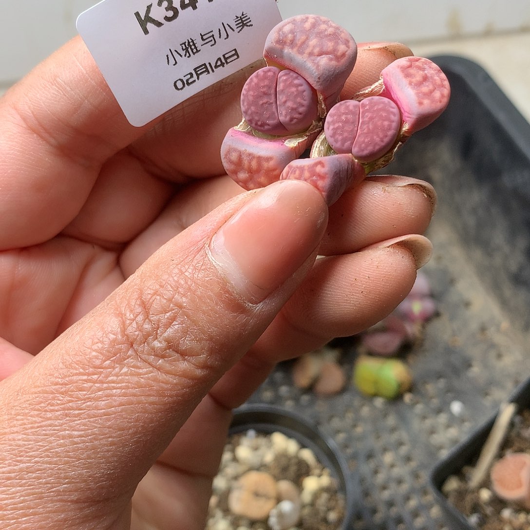 K341多肉植物保护研究所