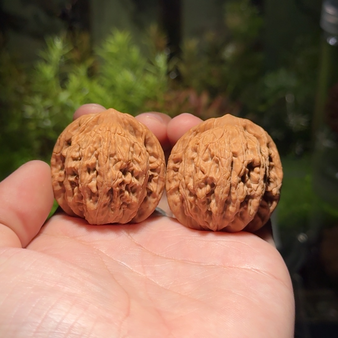 605号39麦穗虎头文玩核桃