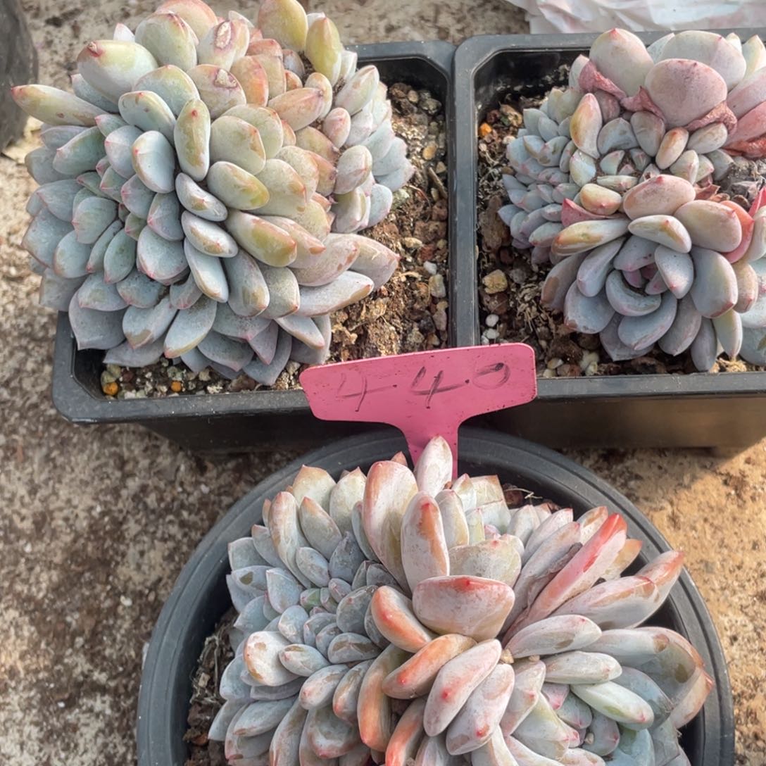 雨***星影缀化多头群生440