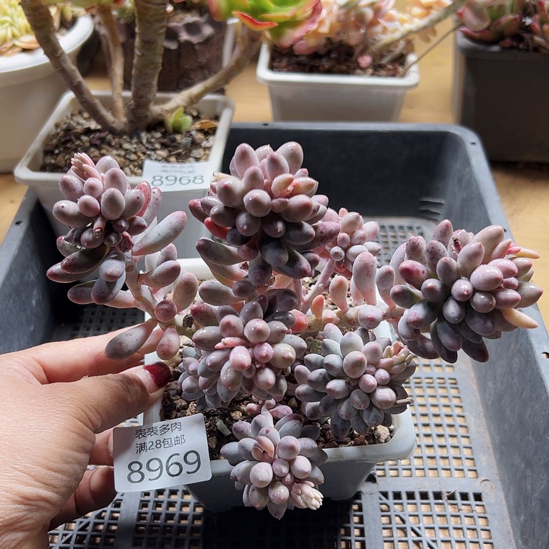9号多肉一物一拍8969