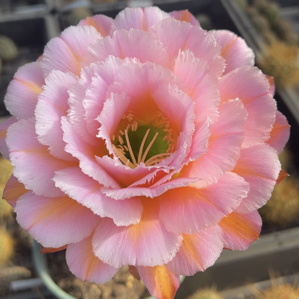 仙人球 毛花柱 粉桃精灵