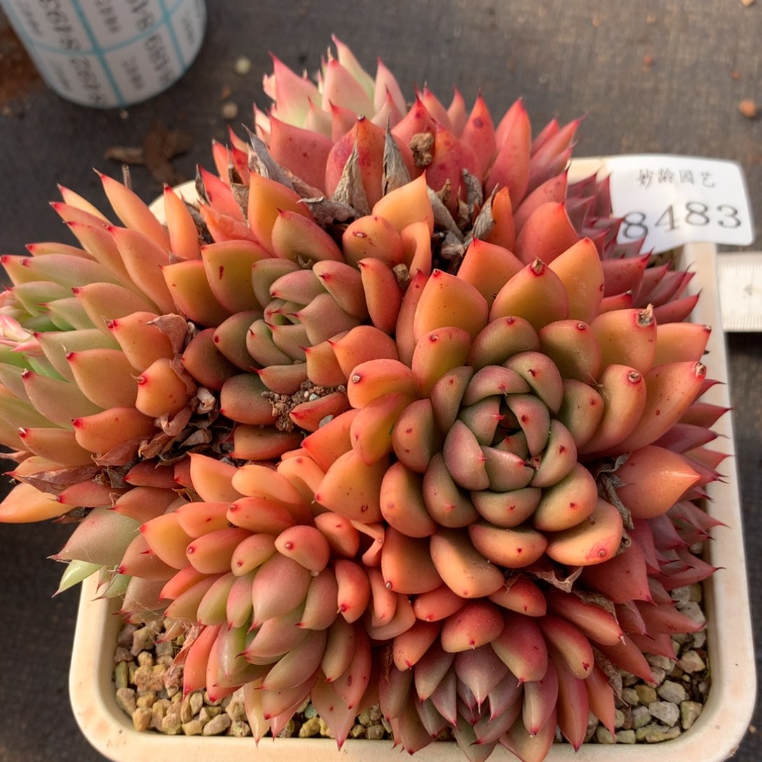 8483杂交多肉老桩