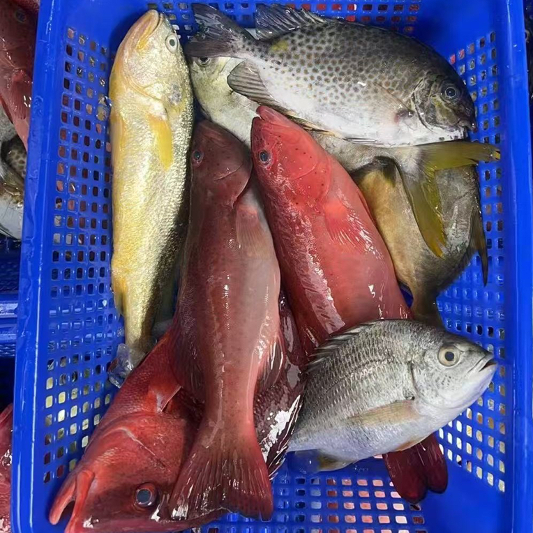 双东星斑海鲜杂鱼套餐  国庆 中秋送礼 5斤 广东阳江海陵岛发货