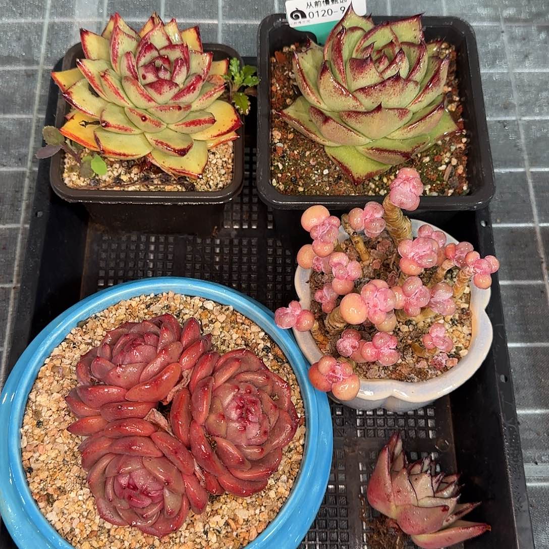 从前慢花园精选0120-96