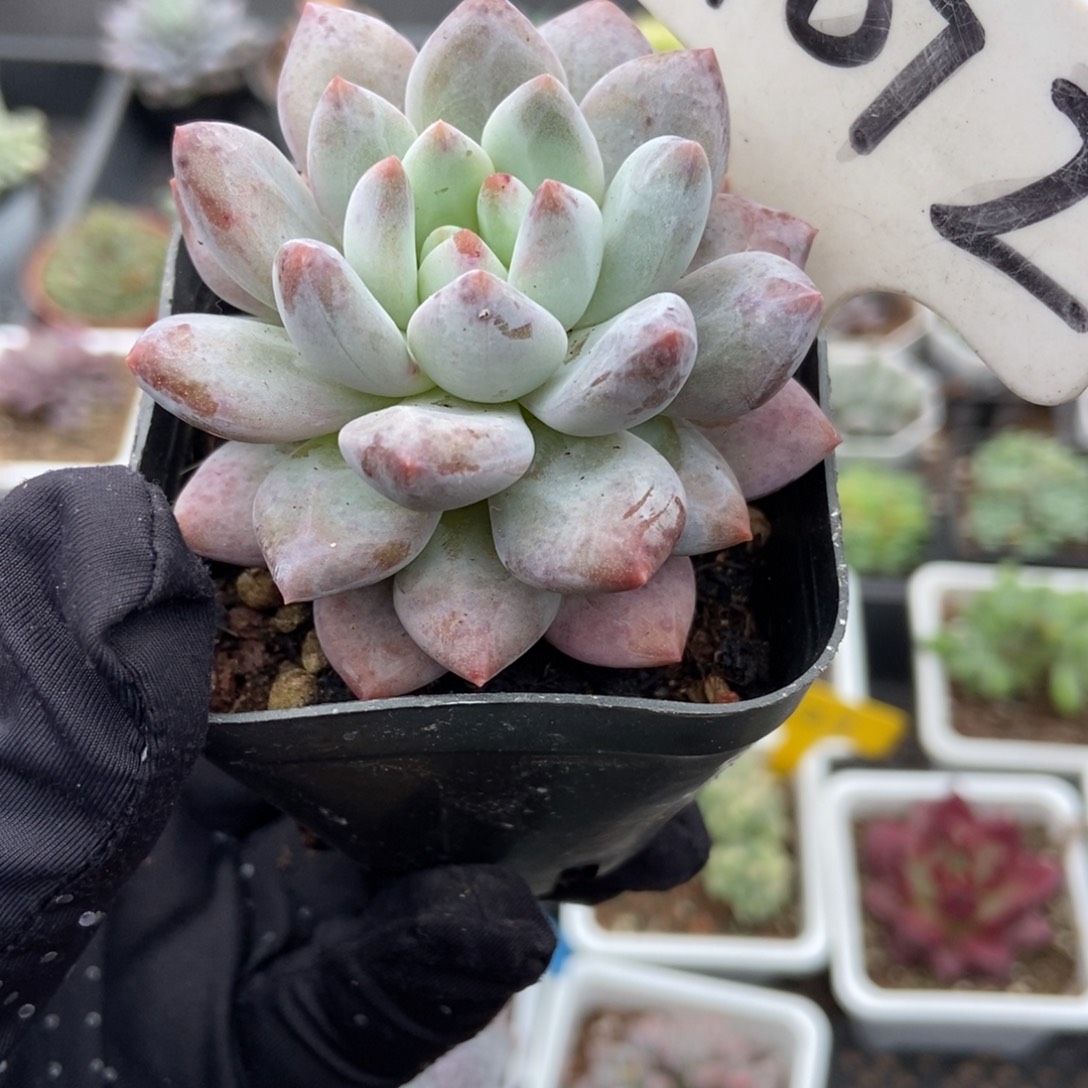 1072半夏多肉植物