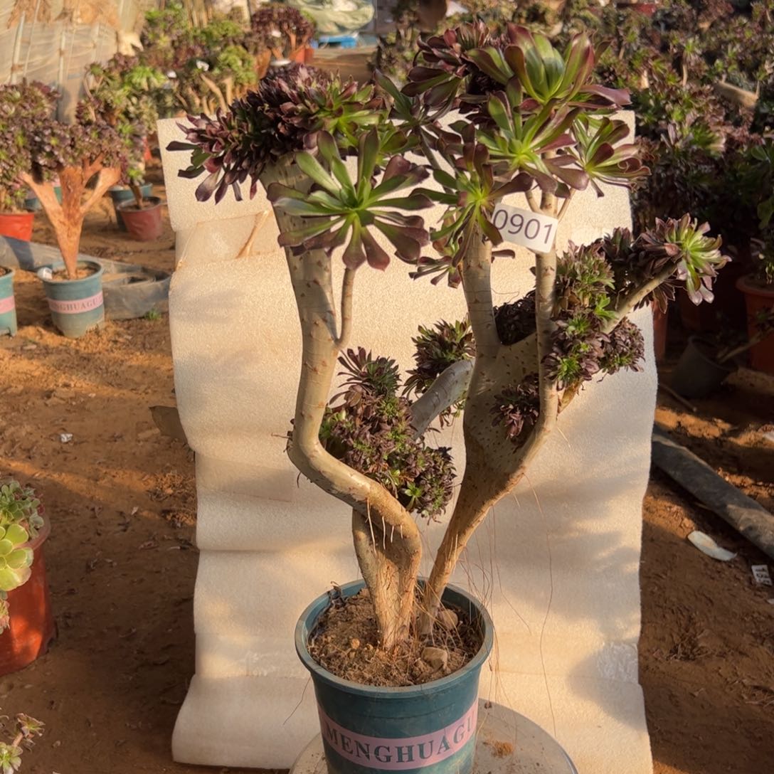 有伤黑缀901高度47厘米