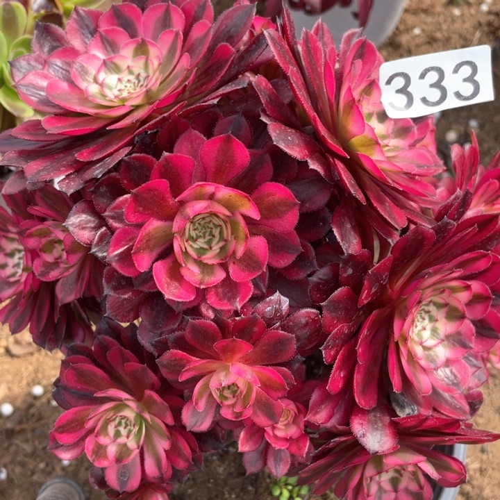 333多肉植物红铜白