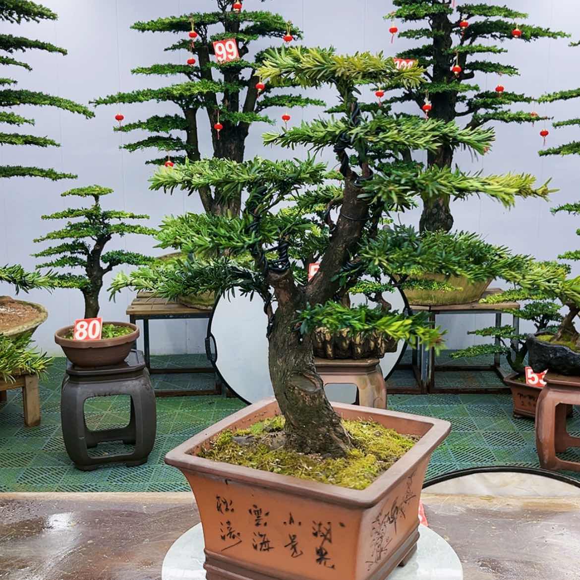 【闪购商品】罗汉松盆景艺术展等