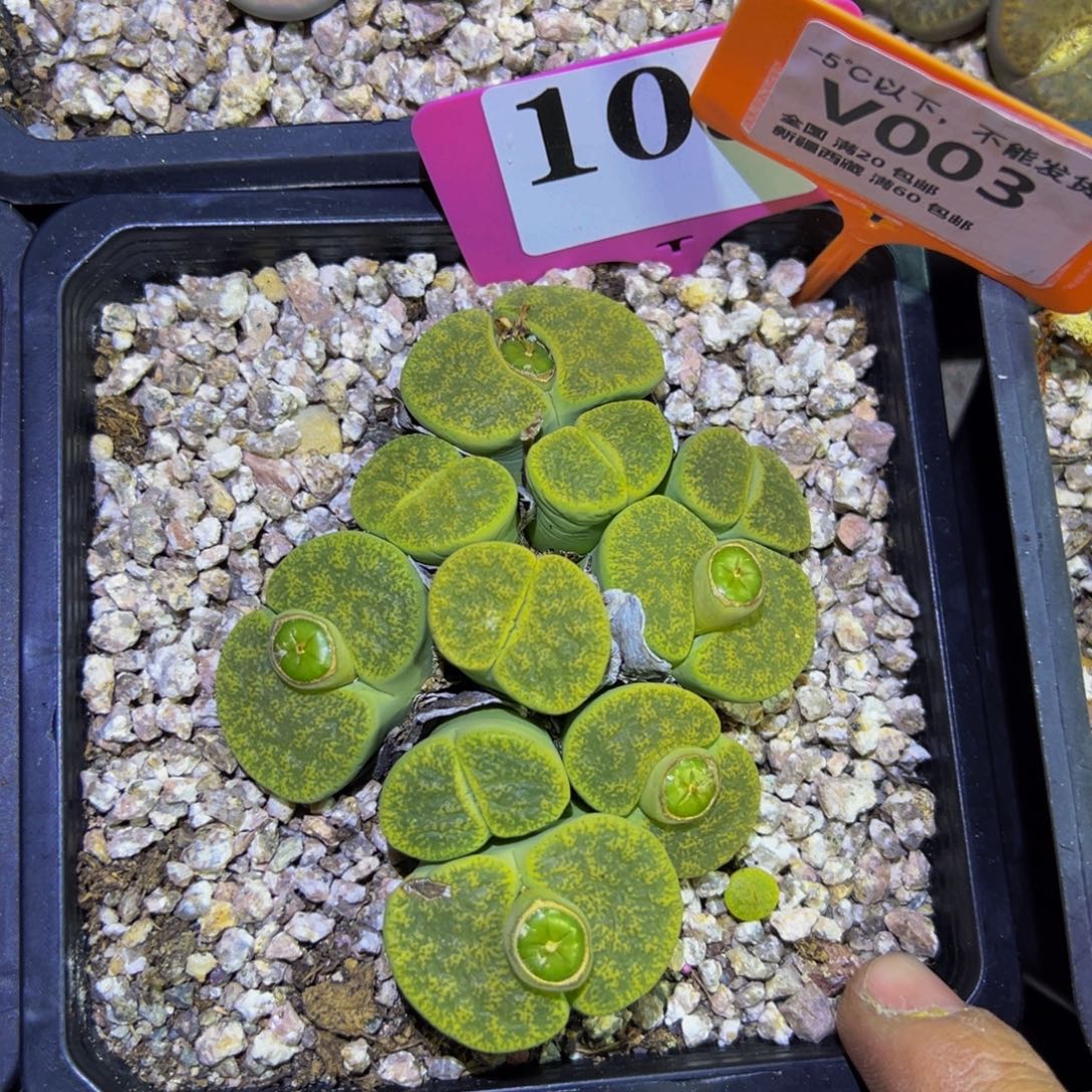 003 一物一拍，默认有伤，介意勿拍，不退不换